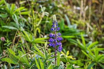 Vielblättrige Lupine violette Blume im Feld 