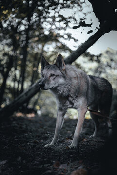 Closeup of a wolf-dog in a forest