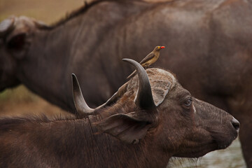 Cape Buffalo(Syncerus caffer) with Red-billed Oxpeckers (Buphagus erythrorhynchus) 13838