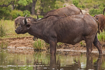 Cape Buffalo(Syncerus caffer) with Red-billed Oxpeckers (Buphagus erythrorhynchus) 13833