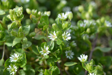 In the spring, Stellaria media grows in nature