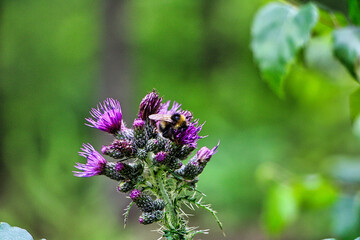 Violette Distel mit einem Hummel 
