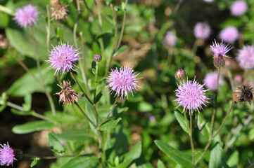 Thistle field (Cirsium arvense) grows and blooms among herbs