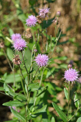 Thistle field (Cirsium arvense) grows and blooms among herbs
