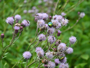 Thistle field (Cirsium arvense) grows and blooms among herbs