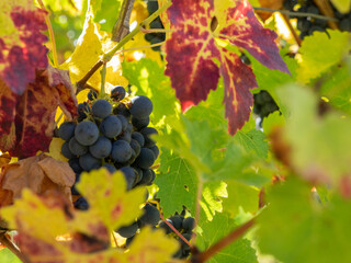 Red wine grapes ready to harvest and wine production. Saint Emilion, France