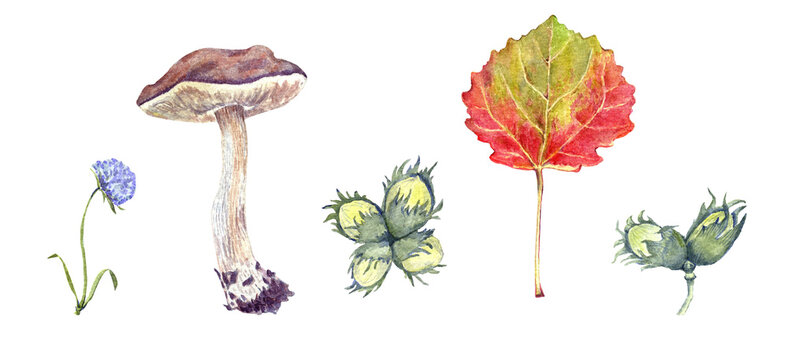 Watercolor forest set. Flower, nuts, mushroom. Isolated  illustrations on white background. Hand drawn painting
