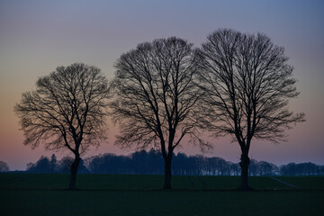 Malowniczy wiosenny zachód słońca za rzędami bezlistnych drzew. Magia i tajemnica. 