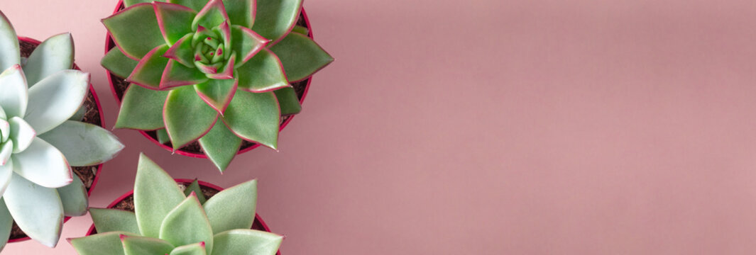 Collection succulent plants in potson pink background. Potted succulent house plants. Flat lay, top view, copy space, banner