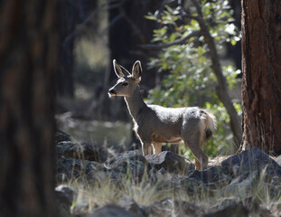 Close-up shot of mule deer in the forest on a sunny day