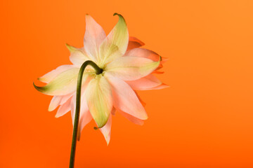 aquilegia flower on orange background, single flower close-up, studio shot.