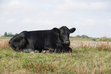 Close-up shot of a black cow lying down in a meadow
