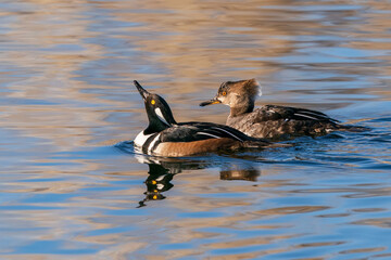 A Hooded Merganser drake raises his head while swallowing some water while his female companion looks on.