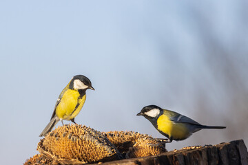 two beautiful birds met on a stump