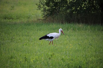 Lone stork walks through green meadow in search of food in the summer