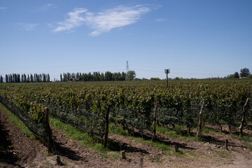 Wine making industry. View of the vineyard in a sunny day. The rows of Malbec grapevines in summer.