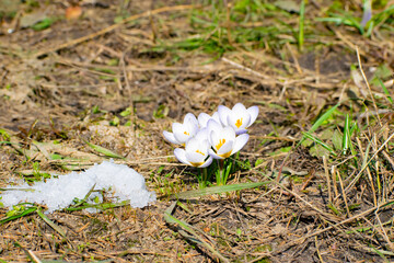 blooming white crocuses in spring time