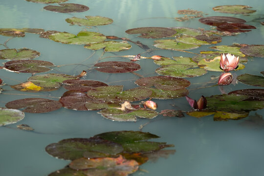Closeup shot of waterlilies in an opaque quarry pond