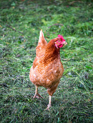 A brown hen looks for worms in the straw.