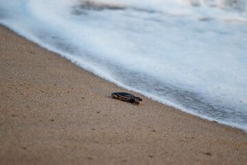 Liberación de Tortuga en el mar