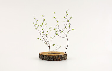Obraz premium Wooden eco rustic wood circle disc platform podium and leaf twig on light background. Minimal empty display product presentation scene.