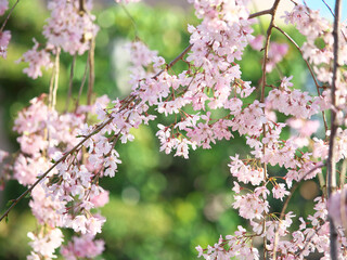 枝垂れ桜
Weeping cherry tree
