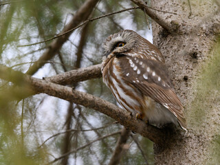 Northern saw-whet owl sitting on pine tree branch in early spring