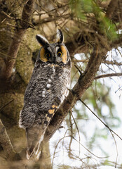 Long-eared owl sitting on pine tree branch in early spring