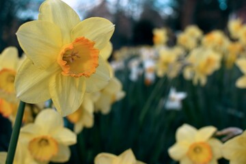 Obraz na płótnie Canvas daffodils in spring