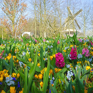 A windmill in the background and mixed spring flowers in the foreground. Pink hyacinths, yellow crocuses, grape hyacinths etc. 