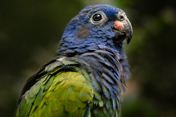 blue and yellow macaw