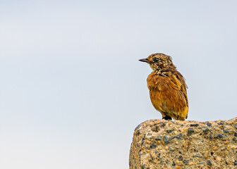 Juvenile bush chat perching on a wall