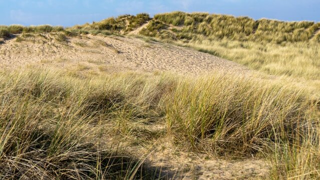 Nature reserve sand dunes Formby