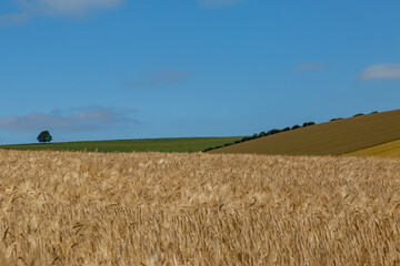A summer view over Sussex farmland