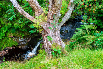Tree and waterfall, Maich Water, Renfrewshire, Scotland, UK