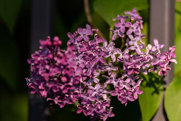 Common lilac, Syringa vulgaris. Spring blooming shrub with purple, dense and fragrant flowers.