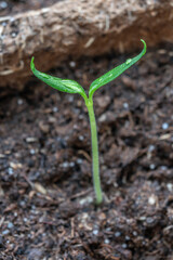 Single young sproud with water drops