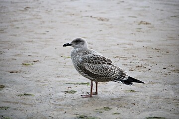 Lonely gray gull on the sandy shore of the cold Baltic Sea