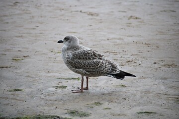 Lonely gray gull on the sandy shore of the cold Baltic Sea