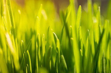 Bright vibrant green grass close-up 