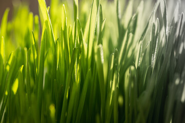 Bright vibrant green grass close-up. Graphic resource of morning grass in the sun	
