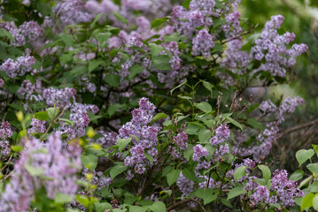 Common lilac, Syringa vulgaris. Spring blooming shrub with purple, dense and fragrant flowers.