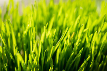 Fototapeta na wymiar Bright vibrant green grass close-up 