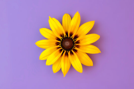 Flower Very Peri Color Images – Browse 4,098 Stock Photos, Vectors, and ...