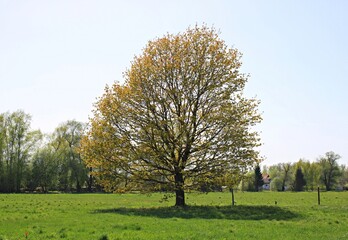 Fototapeta na wymiar Large tree in the center of wide meadow on warm spring day