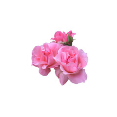 Pink isolated rose without leaves and stem delicate flower branch on the white background, cutout object for decor, design, invitations, cards, soft focus and clipping path