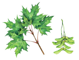 Watercolor Norway maple branch and fruits. Acer platanoides isolated on white background. Hand drawn painting plant illustration.