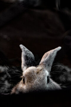 the rabbit that stalks you with his eyes