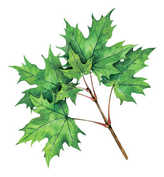 Watercolor Norway maple branch. Acer platanoides isolated on white background. Hand drawn painting plant illustration.
