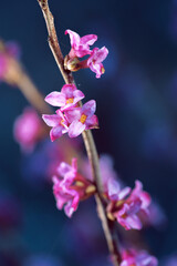 Fototapeta na wymiar Daphne mezereum - tiny pink flowers on a branch.